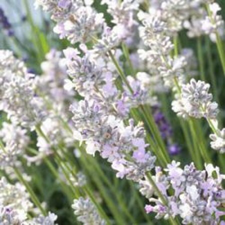 Lavandula intermedia 'Edelweiss' P9 - afbeelding 5