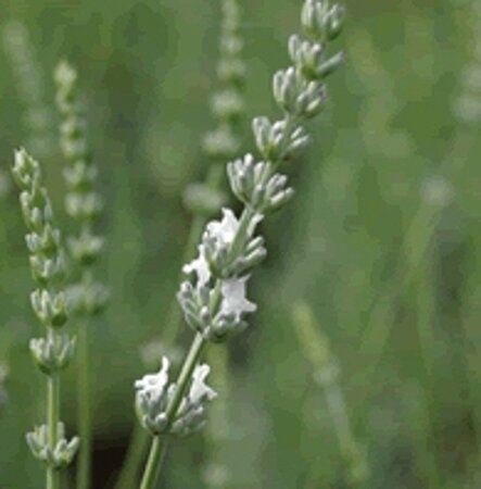 Lavandula intermedia 'Edelweiss' P9 - afbeelding 7
