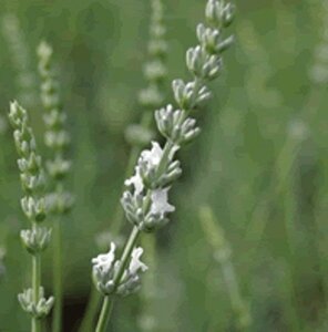 Lavandula intermedia 'Edelweiss' P9 - afbeelding 7