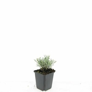 Lavandula intermedia 'Edelweiss' P9