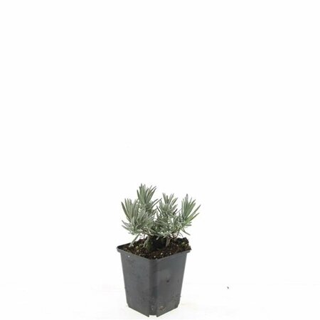Lavandula intermedia 'Edelweiss' P9 - afbeelding 2