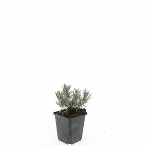 Lavandula intermedia 'Edelweiss' P9 - afbeelding 2