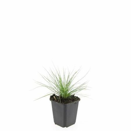 Festuca glauca 'Elijah Blue' P9 - afbeelding 6