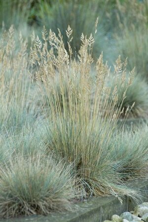 Festuca glauca 'Elijah Blue' P9 - afbeelding 4