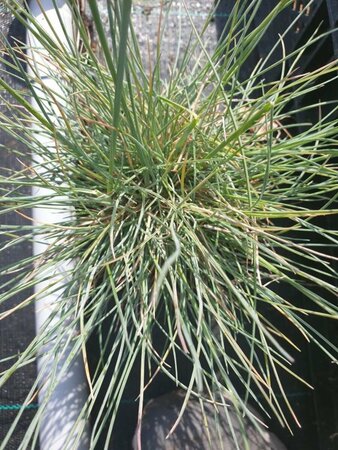 Festuca glauca 'Elijah Blue' P9 - afbeelding 5