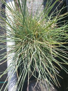 Festuca glauca 'Elijah Blue' P9 - afbeelding 5