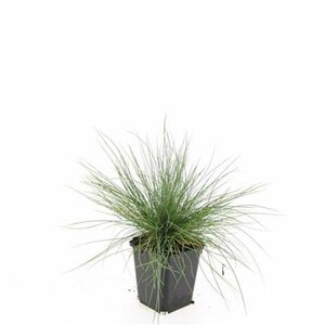 Festuca glauca 'Elijah Blue' P9