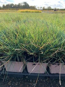 Festuca glauca 'Elijah Blue' P9 - afbeelding 7