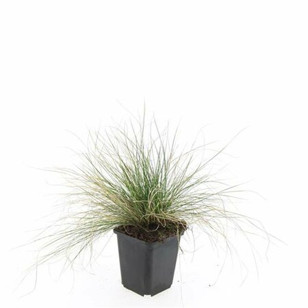 Festuca glauca 'Elijah Blue' P9 - afbeelding 8
