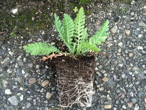 Achillea filipendulina 'Cloth of Gold' P9
