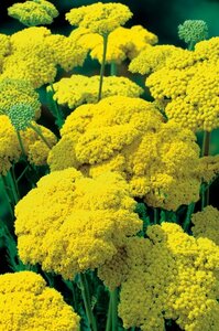 Achillea filipendulina 'Cloth of Gold' P9 - afbeelding 5