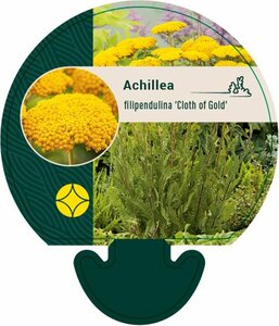 Achillea filipendulina 'Cloth of Gold' P9 - afbeelding 4