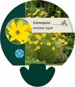 Coreopsis verticillata 'Zagreb' P9 - afbeelding 2