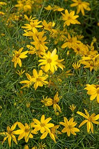 Coreopsis verticillata 'Zagreb' P9 - afbeelding 4
