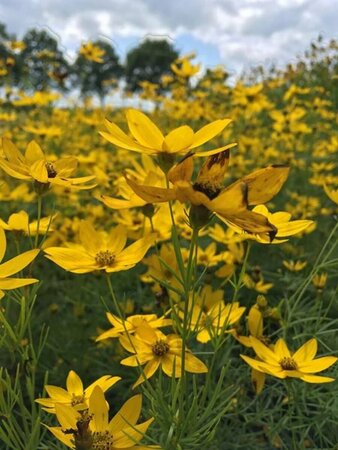 Coreopsis verticillata 'Zagreb' P9 - afbeelding 3