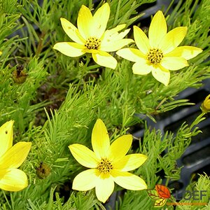 Coreopsis verticillata 'Zagreb' P9
