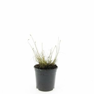 Pennisetum alopecuroides 'Little Bunny' P9 - afbeelding 6