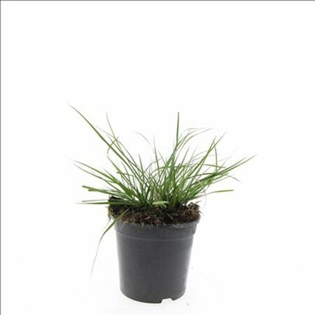 Pennisetum alopecuroides 'Little Bunny' P9 - afbeelding 7