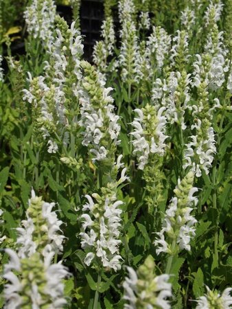 Salvia nemorosa 'Schneehügel' P9 - afbeelding 3