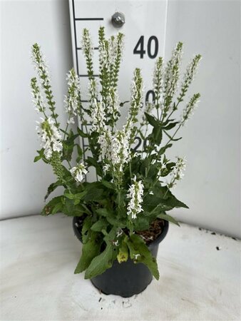 Salvia nemorosa 'Schneehügel' P9 - afbeelding 7