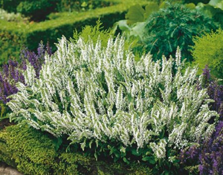 Salvia nemorosa 'Schneehügel' P9 - afbeelding 4