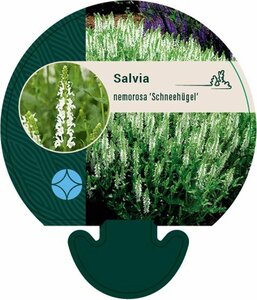 Salvia nemorosa 'Schneehügel' P9 - afbeelding 2