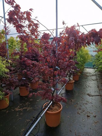 Acer palmatum 'Bloodgood' - afbeelding 5