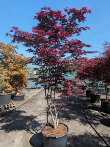 Acer palmatum 'Bloodgood' - afbeelding 6
