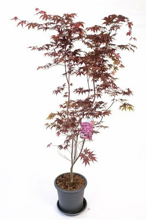 Acer palmatum 'Bloodgood' 60/80 C. - afbeelding 3