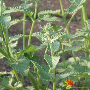 Nepeta faassenii 'Walker's Low' P9 - afbeelding 2