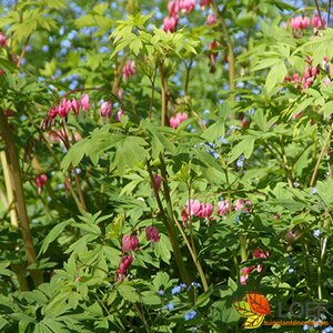 Dicentra spectabilis P9 - afbeelding 7