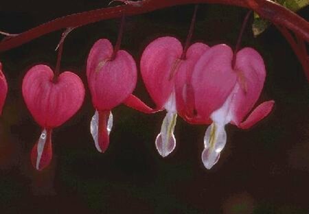 Dicentra spectabilis P9 - afbeelding 6
