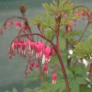 Dicentra spectabilis P9 - afbeelding 2