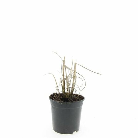 Miscanthus sinensis 'Kleine Silbersp.' - afbeelding 3