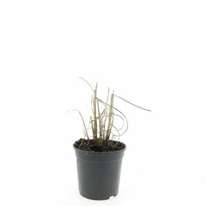 Miscanthus sinensis 'Kleine Silbersp.' - afbeelding 3