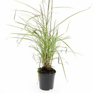 Miscanthus sinensis 'Kleine Silbersp.' - afbeelding 5