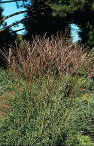 Miscanthus sinensis 'Kleine Silbersp.' - afbeelding 9