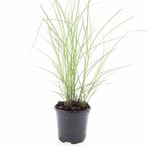 Miscanthus sinensis 'Kleine Silbersp.' - afbeelding 10