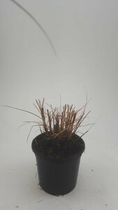 Miscanthus sinensis 'Kleine Silbersp.' - afbeelding 4