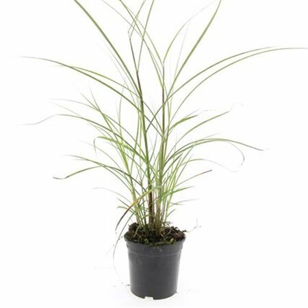 Miscanthus sinensis 'Kleine Silbersp.' - afbeelding 2