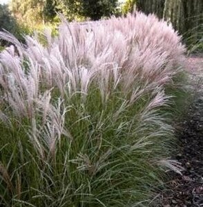 Miscanthus sinensis 'Kleine Silbersp.' - afbeelding 6