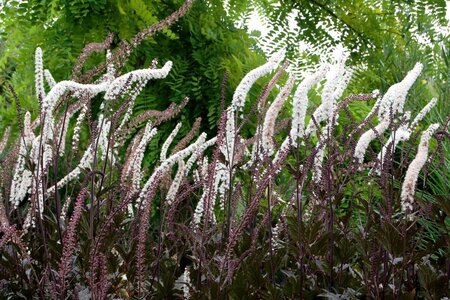 Actaea simplex 'Black Negligee' P9 - afbeelding 3