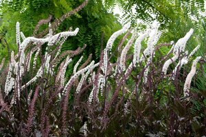 Actaea simplex 'Black Negligee' P9 - afbeelding 3