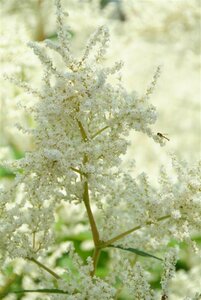 Persicaria polymorpha P9