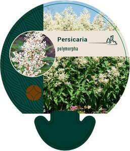 Persicaria polymorpha P9 - afbeelding 4