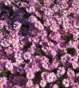 Aster dumosus 'Wood's Pink' P9