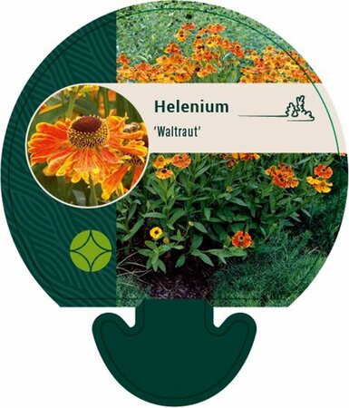 Helenium 'Waltraut' P9 - afbeelding 2