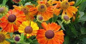 Helenium 'Waltraut' P9 - afbeelding 4
