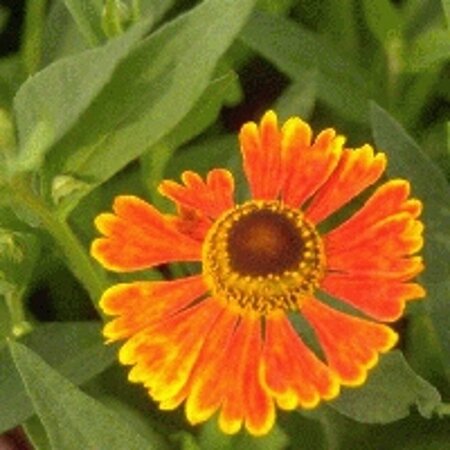 Helenium 'Waltraut' P9 - afbeelding 5