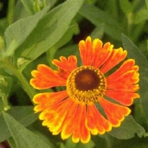 Helenium 'Waltraut' P9 - afbeelding 5